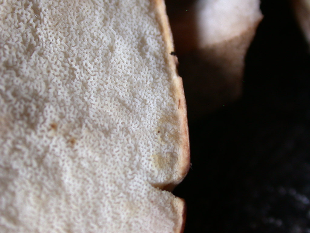 Quiz....Quiz...Quiz.. QUID ???